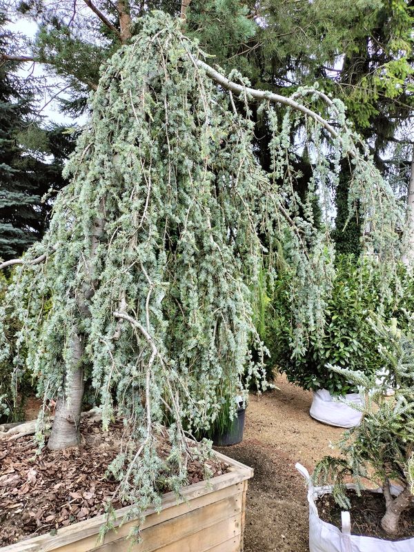 Cedr atlaski 'Pendula' — Ogrody Jagielski, Bolesławice