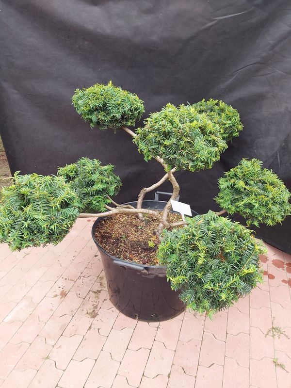 Cis Semperaurea n42 — Ogrody Jagielski, Bolesławice