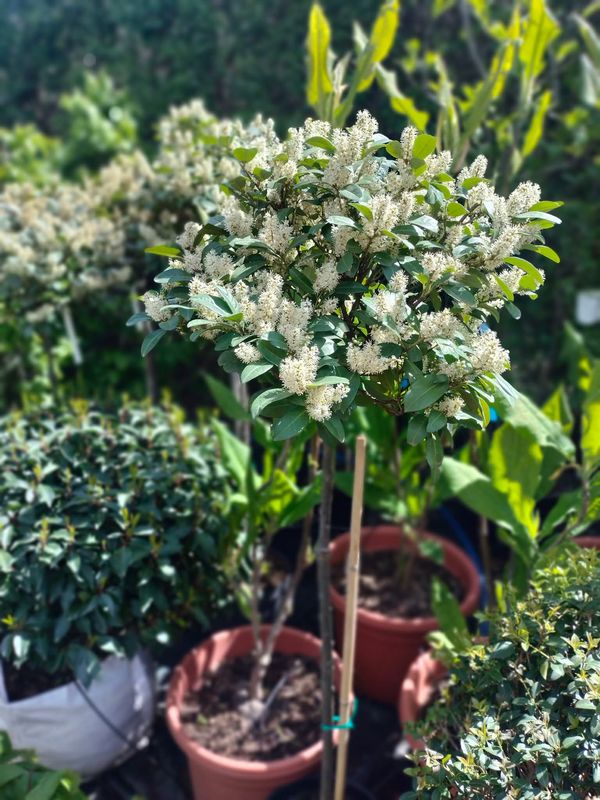 Laurowiśnia Piri-wiosna — Ogrody Jagielski, Bolesławice