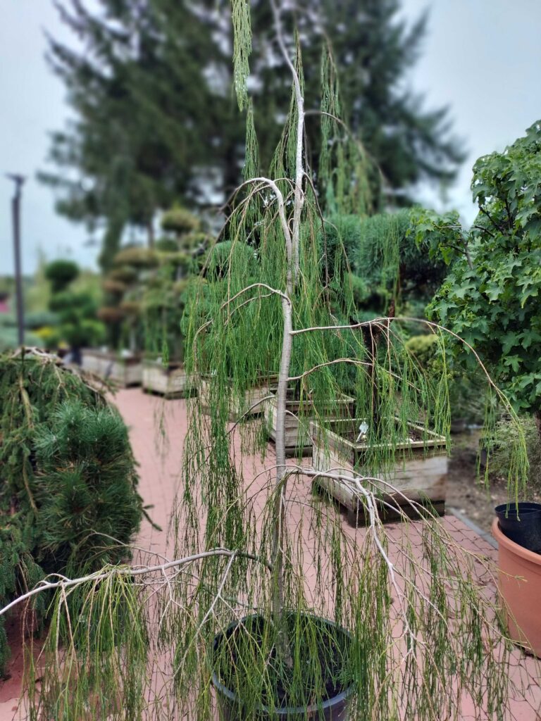 Cyprysik Imbricata pendula